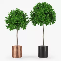 Plants 3D model
