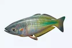 Rainbow Fish 3D model