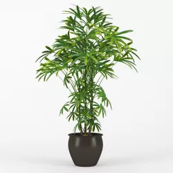 Raphis Palm 3D model