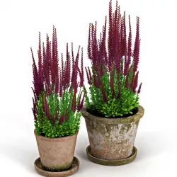 Red plant Calluna 3D model