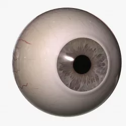 Rigged Eyes 3D model