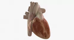Rigged Human Heart 3D model