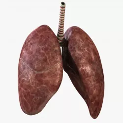 Rigged Lungs 3D model