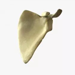 Scapula Bone 3D model