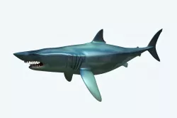 Shark 3D model