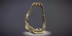 Shark Teeth 3D model