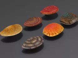 shells corals 3D model