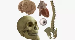 Skull Heart Brains Eye Spine 3D model