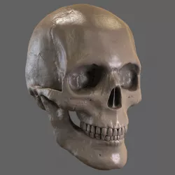 Skull STL 3D model