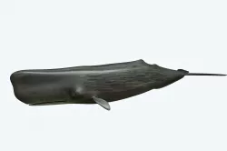 Sperm Whale 3D model