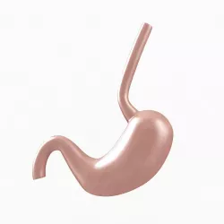 Stomach 3D model