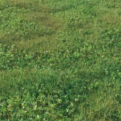 strawberry glade 3D model