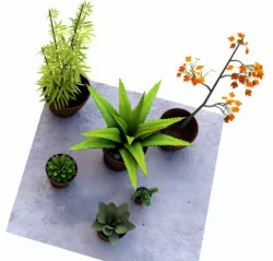 Succulent plants  3D model