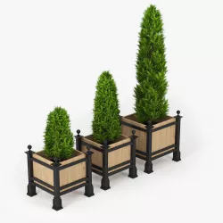 Thuja 3D model