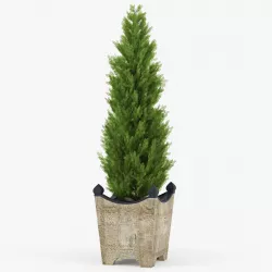 Thuja 3D model