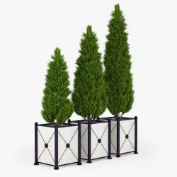 Thuja 3D model