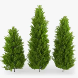 Thuja 3D model