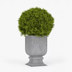 Thuja ball 3D model