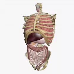 Torso Anatomy 3D model
