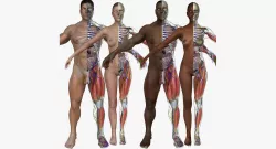 Ultimate Full Body Anatomy Collection 3D model