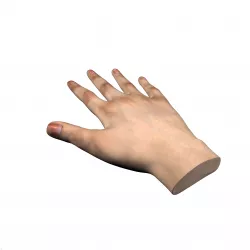 VR Female Hands Low-poly  3D model