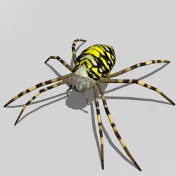 Wasp spider Low-poly  3D model