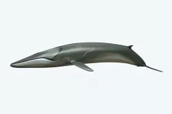 Whale 3D model