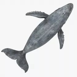 Whale humpback 3D model