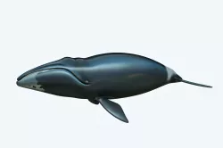 Whale Bowhead 3D model