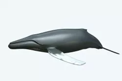 Whale Humback 3D model