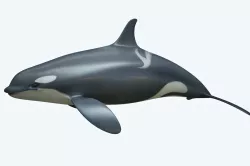 Whale Killer 3D model