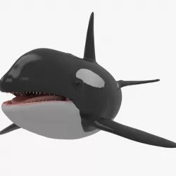 Whale Killer 3D model