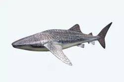Whale Shark 3D model