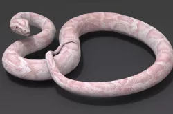 White Snake 3D model