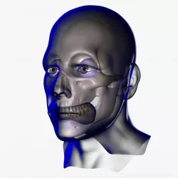 X-Ray Male Face 3D model