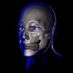 X-Ray Male Face Unrigged 3D model