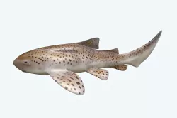 Zebra Shark 3D model