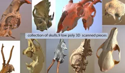 9 low poly scanned animal skulls Low-poly  3D model
