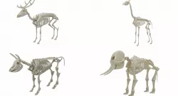 Animal Skeleton Collection  3D model