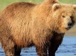 brown bear obj fbx mb ma files  Low-poly  3D model