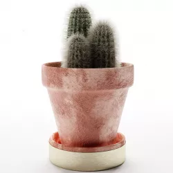 Cactus 3D model