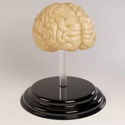 Decorate Brains 3D model