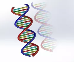 DNA 3D model