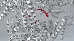 DNA Helicase 3D model