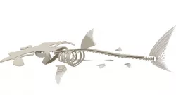 Hammerhead Shark Skeleton  3D model