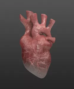 Heart Organ Realistic Game Ready 3D model