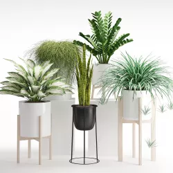 Houseplant 23 3D model