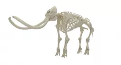 Mammoth Skeleton  3D model