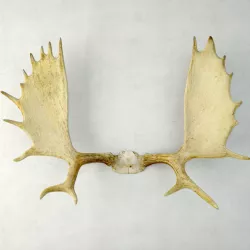 Moose Antler Rack Mount 3D model