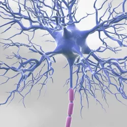 Motoric Neuron  3D model